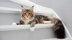 Maine Coon: Alles, was Sie über diesen gutmütigen Riesen wissen müssen.