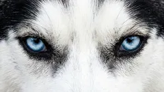 Warum Sie Ihrem Hund nicht direkt in die Augen schauen können: ein Kommunikationsfehler, der Aggressionen hervorrufen kann