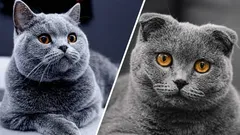 Was unterscheidet britische Katzen von schottischen: Warum es keine britischen Katzen mit Hängeohren gibt