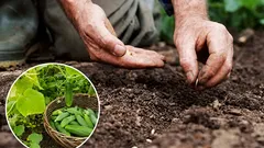 Was man neben Gurken pflanzen kann: ein unerwarteter Nachbar, der Ihren Ertrag verdoppelt