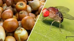 Ich habe die Fliegen in meinen Zwiebeln und Blumen mit einem gewöhnlichen Weinkorken vertrieben (und ich empfehle Ihnen, das auch zu tun – es funktioniert!).