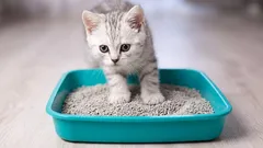 5 Sekunden und die Katzentoilette ist sauber! Ein einfacher, zeitsparender Trick, der Ihnen eine Menge Zeit erspart