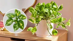 Scindapsus reinigt die Luft und bringt Geld: Was für eine Wunderpflanze!