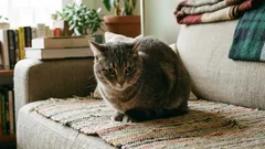 7 Alarmsignale, dass Ihre Katze Schmerzen hat