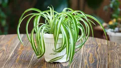Warum gerade Chlorophytum? Es handelt sich um eine „Spinnenpflanze”, die die Raumluft wirksam reinigen kann.