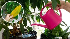 Warum welken Ihre Zimmerpflanzen? Wie Sie Fehler beim Gießen vermeiden können.