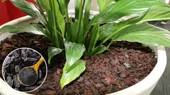 Warum dem Boden für Zimmerblumen Holzkohle zugesetzt wurde: der Grund, der sich in den Geschäften verbirgt