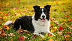 Border Collie: Ein Genie unter den Hunden, das Ihr Leben verändern wird.