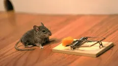 Ratten und Mäuse im Haus? Eine einfache Methode, um sie schnell loszuwerden.