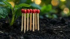 Warum man Streichhölzer auf dem Gurkenbeet verbrennen sollte: ein seltsames Ritual, das vor Mehltau schützt