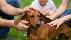 Dackel: Warum dieser außergewöhnliche Hund die Herzen der ganzen Familie erobert
